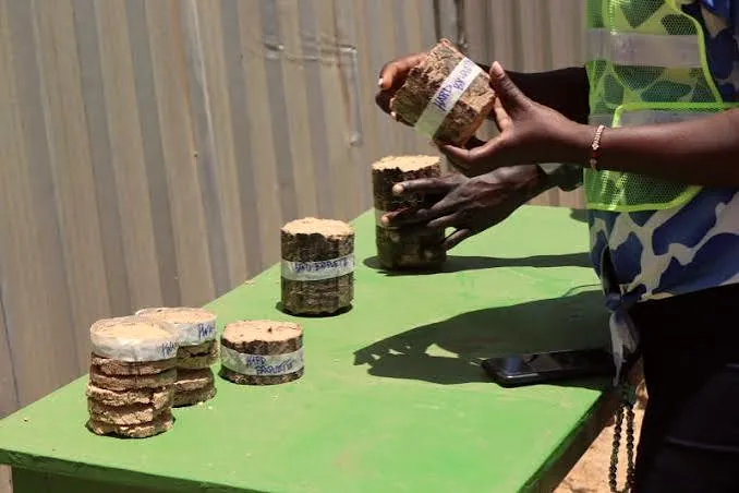 Finished briquettes being inspected by hand
