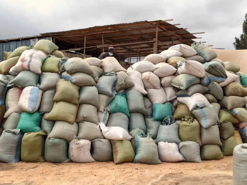 Sacks of recovered biomass stacked in the yard