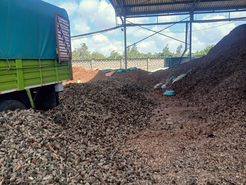 Macadamia shells stored under the drying shed