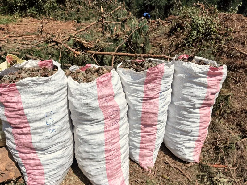 Sacks of pinecones gathered in the field