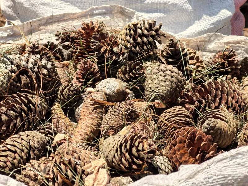 Pinecones