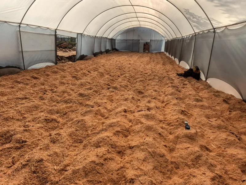 Sawdust spread to dry inside a solar drying tunnel