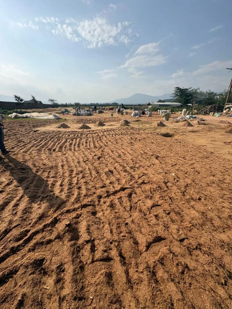 Sawdust spread across the sun-drying beds